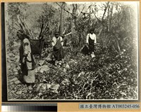 藏品(採薪之泰雅族婦女)的圖片